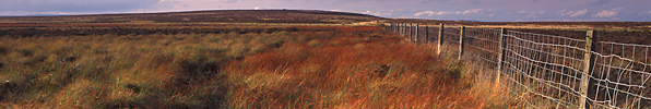 Ringinlow bog, late summer