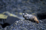 Hoary Marmot